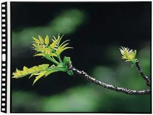 Itoya HPR1711 Refill Pages 17in x 11in