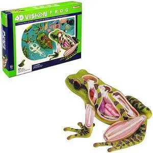 4D Vision Frog Model