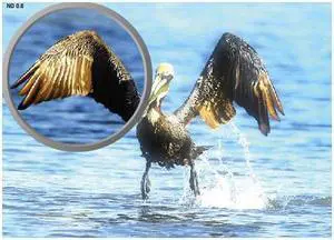 Tiffen 49mm 2x (0.3) Neutral Density Glass Filter #49ND3