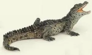 Baby Crocodile - Play Animal Figure by Papo Figures (50137)