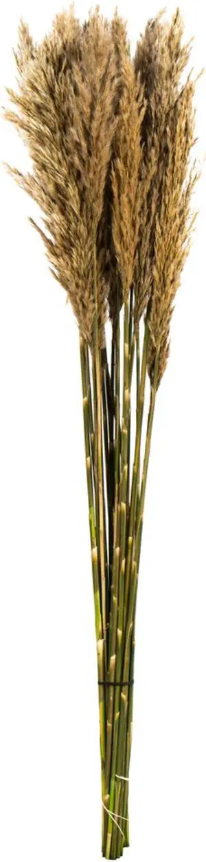 36" Ivory Plume Reed Bundle 7oz