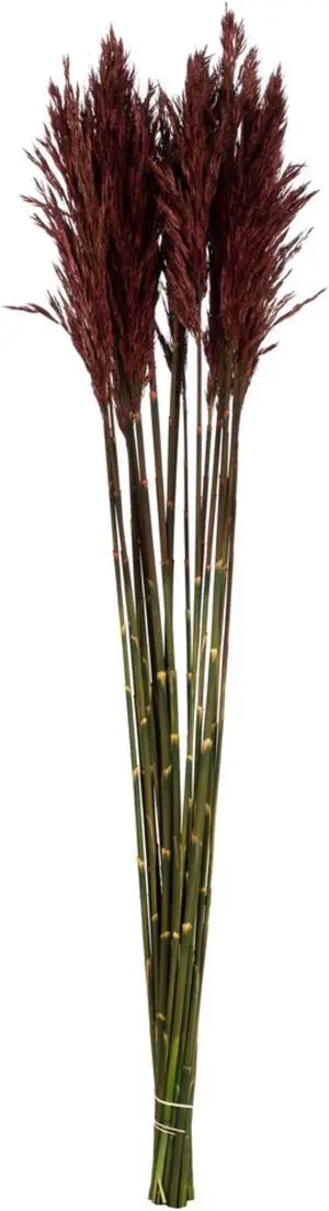 36" Merlot Plume Reed Bundle 7oz