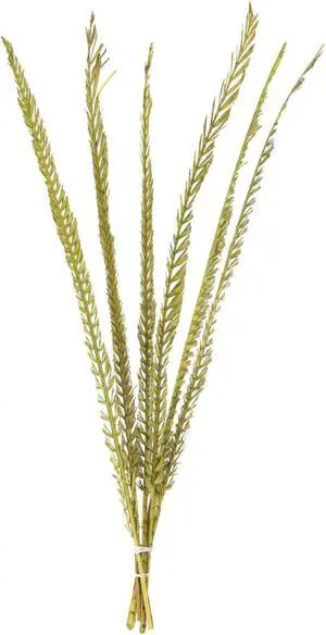 36-38" Basil Coco Thin Palm Stem 6/Pk