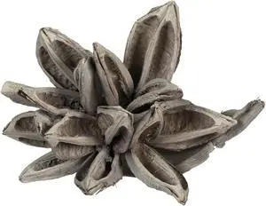 6" White Wash Star Pod