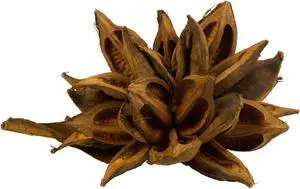 12-16" Aspen Gold Star Pod - 1Pc
