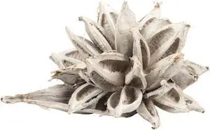 12-16" White Wash Star Pod - 1Pc