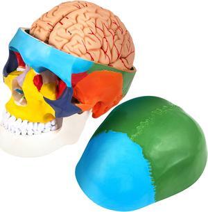 VEVOR Human Skull Model Anatomical Skull Model 8 Parts Brian 1:1 Colored Model