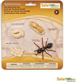 Life Cycle Of An Ant Figures Safari Ltd