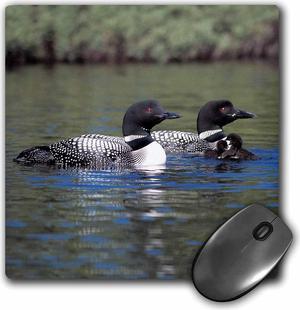3dRose LLC 8 x 8 x 0.25 Inches Mouse Pad, Family of Three Loons (mp_3106_1)