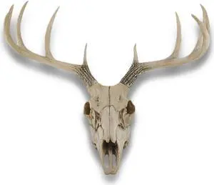 Weathered Glory Deer Skull