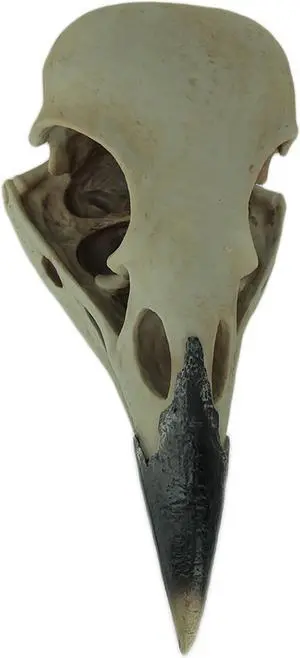 The Enigmatic Corvus: Bird of Prophecy Gothic Raven Skull Wall Decor - Mysterious Hanging Statue for Intriguing Home Ambiance - Easy To Hang - 16 Inches High