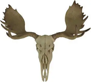 Bull Moose Skull Wall Sculpture, 23 Inch Faux Aged Bone Resin Decor Bull Moose Skull Wall Sculpture, 23 Inch Faux Aged Bone Resin Decor