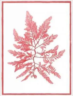 Classic Collections PDXCC2480CSMALL Sea Things III Poster Print by Sarah E Chilton, 9 x 12 - Small