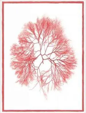 Classic Collections PDXCC2480DSMALL Sea Things IV Poster Print by Sarah E Chilton, 9 x 12 - Small