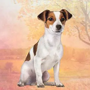 Jack Russell Tabletop Drink Coaster (1) Jack Russell Tabletop Drink Coaster (1)