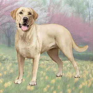 Labrador (Yellow Standing) Tabletop Drink Coaster (1) Labrador (Yellow Standing) Tabletop Drink Coaster (1)
