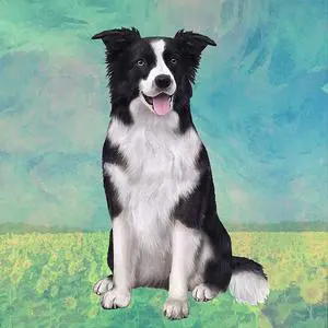 Border Collie (Sitting) Tabletop Drink Coaster (1) Border Collie (Sitting) Tabletop Drink Coaster (1)