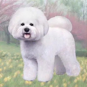 Bichon Frise Tabletop Drink Coaster (1) Bichon Frise Tabletop Drink Coaster (1)