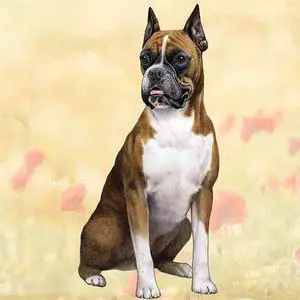 Boxer (Sitting) Tabletop Drink Coaster (1) Boxer (Sitting) Tabletop Drink Coaster (1)