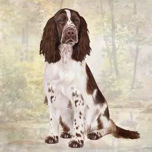 Springer Spaniel Tabletop Drink Coaster (1) Springer Spaniel Tabletop Drink Coaster (1)