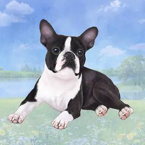 Boston Terrier (Laying) Tabletop Drink Coaster (1) Boston Terrier (Laying) Tabletop Drink Coaster (1)