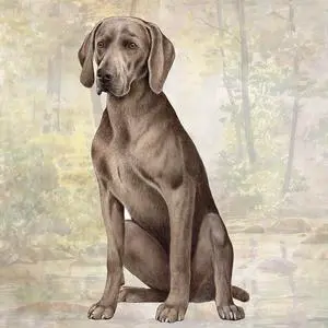 Weimaraner Tabletop Drink Coaster (1) Weimaraner Tabletop Drink Coaster (1)