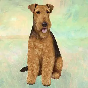Airedale Terrier Tabletop Drink Coaster (1) Airedale Terrier Tabletop Drink Coaster (1)