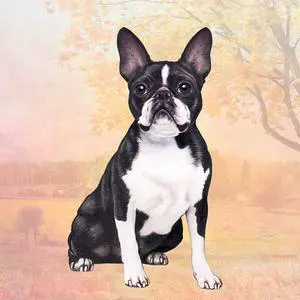 Boston Terrier (Sitting) Tabletop Drink Coaster (1) Boston Terrier (Sitting) Tabletop Drink Coaster (1)