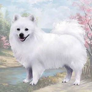 American Eskimo Dog Tabletop Drink Coaster (1) American Eskimo Dog Tabletop Drink Coaster (1)
