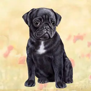 Pug (Black) Tabletop Drink Coaster (1) Pug (Black) Tabletop Drink Coaster (1)