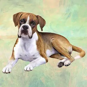 Boxer (Laying) Tabletop Drink Coaster (1) Boxer (Laying) Tabletop Drink Coaster (1)