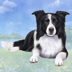 Border Collie (Lying Down) Tabletop Drink Coaster (1) Border Collie (Lying Down) Tabletop Drink Coaster (1)