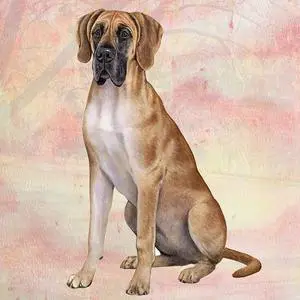 Great Dane (Fawn) Tabletop Drink Coaster (1) Great Dane (Fawn) Tabletop Drink Coaster (1)