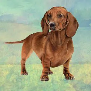 Dachshund (Red Standing) Tabletop Drink Coaster (1) Dachshund (Red Standing) Tabletop Drink Coaster (1)