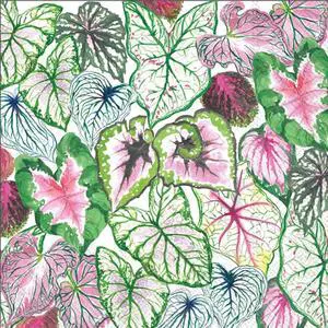 Boston International 6.5 x 6.5 in. Paper Lunch Napkin Succulent Leaves Boston International 6.5 x 6.5 in. Paper Lunch Napkin Succulent Leaves