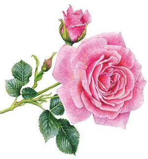 Paperproducts Design Rosedal Beverage Napkin, 5" x 5", 20 Count, Pink Rose Paperproducts Design Rosedal Beverage Napkin, 5" x 5", 20 Count, Pink Rose