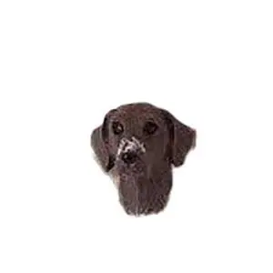Conversation Concepts German Short Haired Pointer Earrings Post Conversation Concepts German Short Haired Pointer Earrings Post