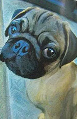 LittleGifts Garden Flag Pug LittleGifts Garden Flag Pug