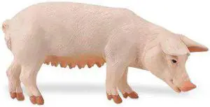 Sow Pig Safari Farm Safari Ltd