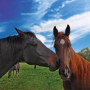 Loving horse 40" x 40"  Print On Canvas Painting Wall Art For Wall Décor  (Frameless)