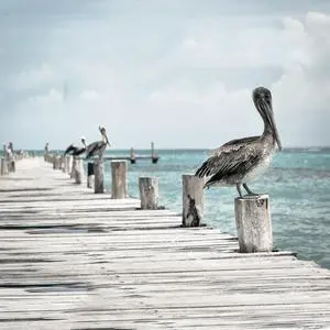 Sea and birds 40" x 40"  Print On Canvas Painting Wall Art For Wall Décor  (Frameless)