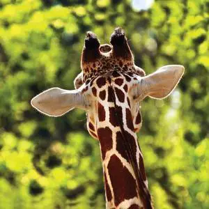 Giraffe 40" x 40"  Print On Canvas Painting Wall Art For Wall Décor  (Frameless)