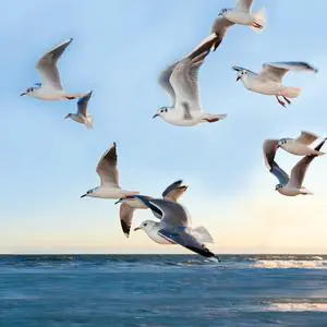 Seabirds 40" x 40"  Print On Canvas Painting Wall Art For Wall Décor  (Frameless)