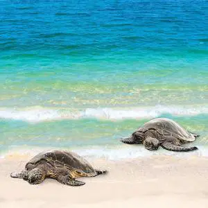 Seaturtle 40" x 40"  Print On Canvas Painting Wall Art For Wall Décor  (Frameless)