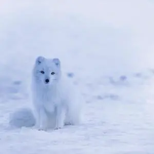 Snow and Wolf 40" x 40"  Print On Canvas Painting Wall Art For Wall Décor  (Frameless)