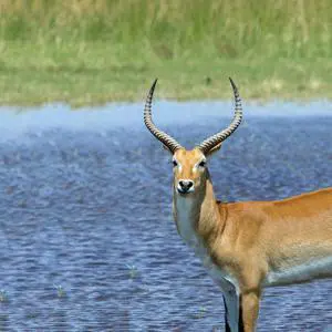 Antelope 40" x 40"  Print On Canvas Painting Wall Art For Wall Décor  (Frameless)