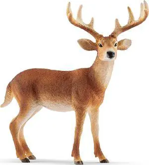 Wild Life: White-Tailed Buck