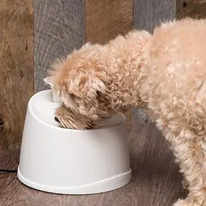 IRIS Pet Water Fountain for Cats and Dogs, White