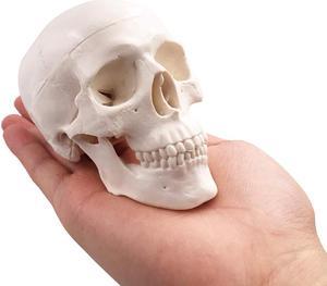 AUTENS Mini Human Skull Model, Palm-Sized Desktop Skull 3.9 x 2.7 x 3.1 Inch with Removable Cap and Jaw Moveable, Medical Anatomical Head Bone for Anatomy, Drawing Reference, Halloween Decoration