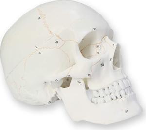 AUTENS Human Skull Model for Anatomy, 3 Part Life Size Numbered Medical Anatomical Adult Male Plastic Skull with Removable Cranium, Mandible, 8.3" x 5" x 6.3", Shows Most Major Foramen, Fossa, Canals